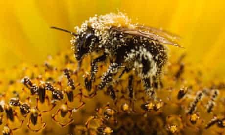 A bee collects pollen from a sunflower in Utrecht