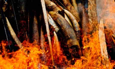 CITES  meeting in Bangkok : Burning of Gabon's entire stockpile of illegal poached ivory 