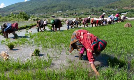 MDG : Bhutan : farmers transplanting rice shoots into rice paddies in Paro valley,