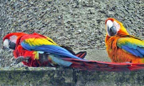 Country Diary : Feral macaws in Kirkby Stephen, Cumbria