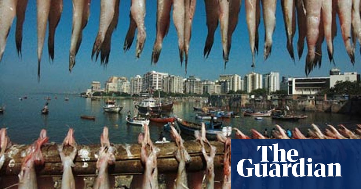 Bombay Duck Iconic Fish Fast Disappearing From Mumbai S Coastal bombay duck iconic fish fast