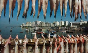 Bombay Duck Iconic Fish Fast Disappearing From Mumbai S Coastal bombay duck iconic fish fast