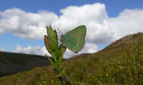 2012 A Disaster Year For UK Butterflies : Green Hairstreak