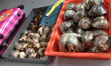 Some of the Ploughshare and Radiated Tortoise seized by authorities in Bangkok airport, tahiland
