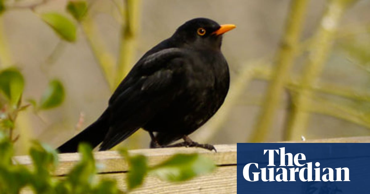 Do blackbirds sing in the dead of night?