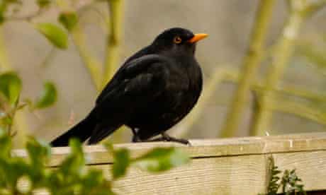 Country Diary : Black bird on fence