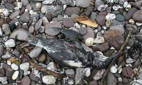 Bird deaths due to pollution : A dead guillemot is seen on the beach in Wembury 