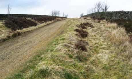 Country Diary : Track to the moors, Catton, Northumberland
