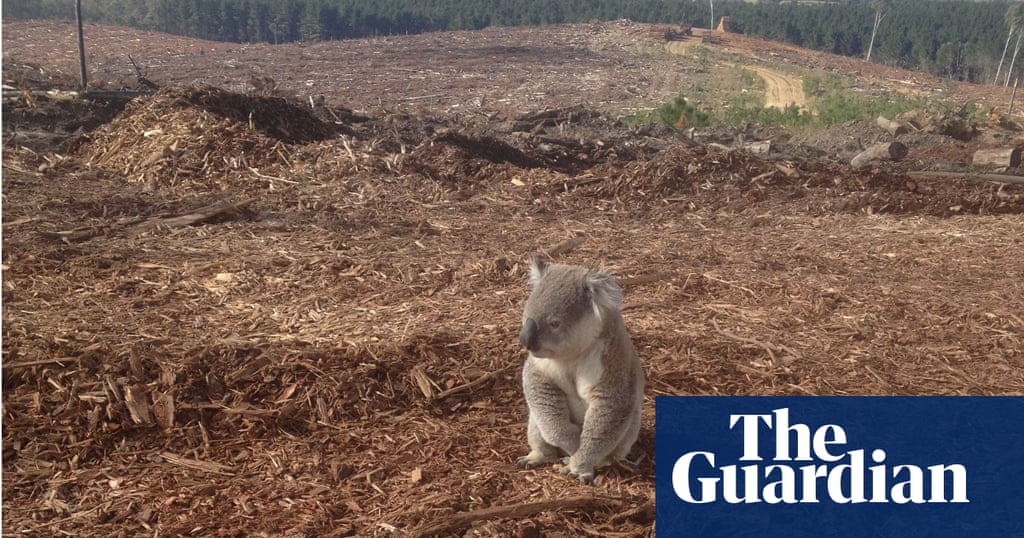 Koala rescued from deforestation in Australia - big picture
