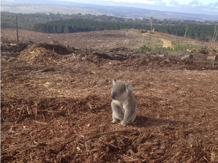 Koala Rescued From Deforestation In Australia Big Picture Environment The Guardian Koala Rescued From Deforestation In Australia Big Picture Environment The Guardian