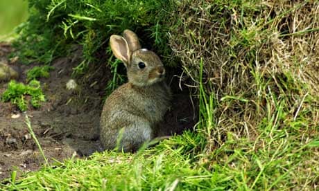 100 years ago: Rabbits burrow into willow tree | Environment | The Guardian