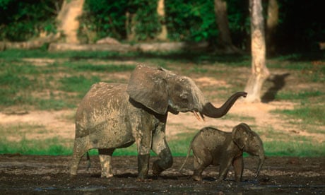 African Forest Elephant Calf and Mother