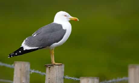 Lesser Black-backed gull (Larus fuscus)