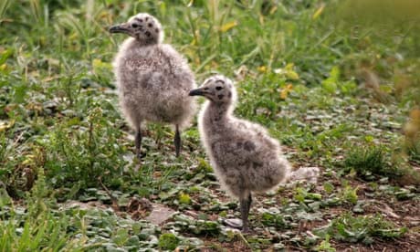 Cull reminds us that gulls need friends | Bill Oddie | The Guardian