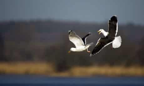 RSPB accused of hypocrisy for killing hundreds of birds on its reserves Lesser Black backed Gull 009