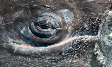 Eye of a Gray Whale, grey whale