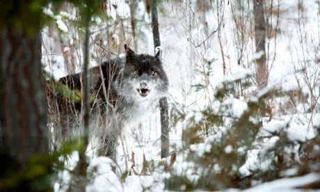 Blog about wildlife tv series : Wolf in the snow