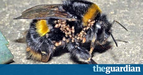 Bumble app Bumble app