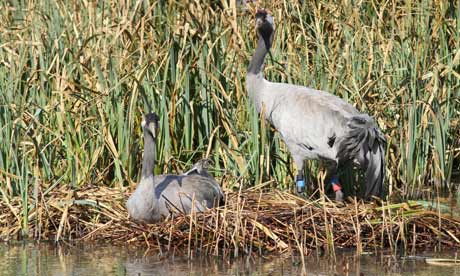 Cranes nest at the Wildfowl and Wetlands Trust Slimbridge Wetland Centre in southern England