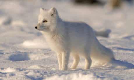Arctic Fox Walking Along The Arctic Coast Of Alaska