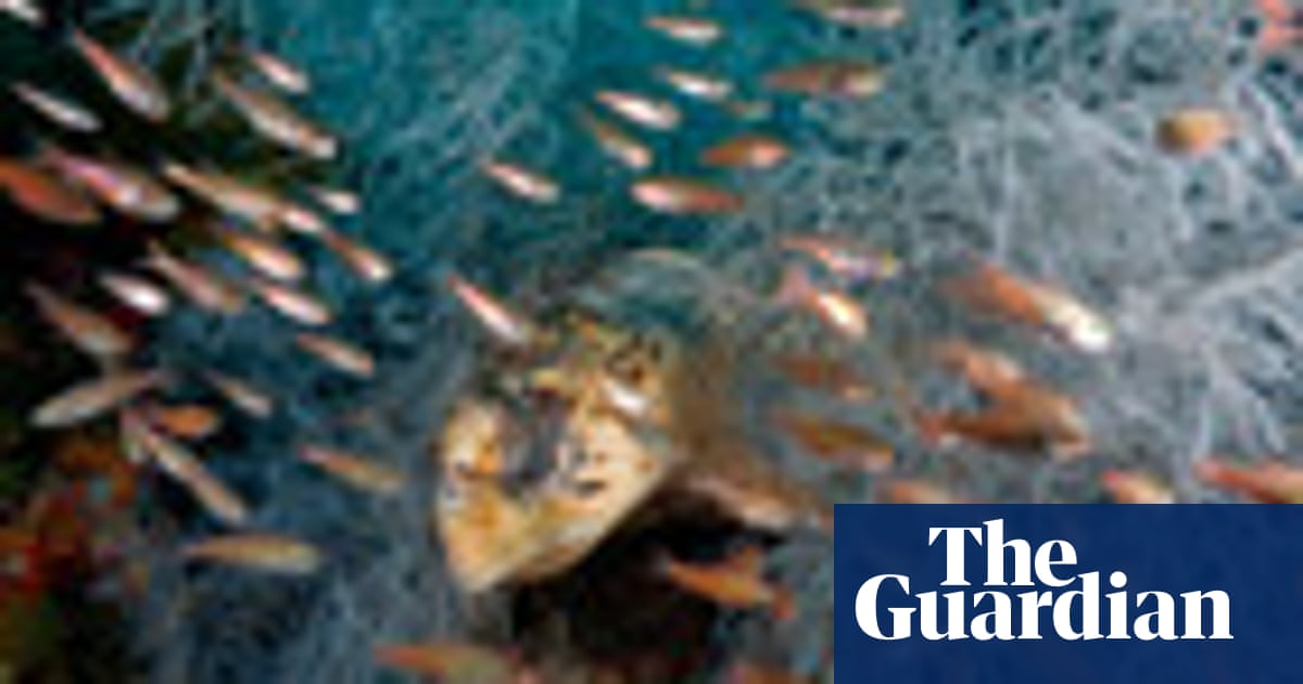 The Great Barrier Reef we stand to lose – in pictures