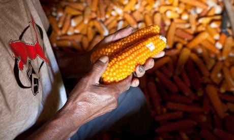 Maize : Close up of the hands of a male Mayan, Guatemalan farmer holding corn or maize