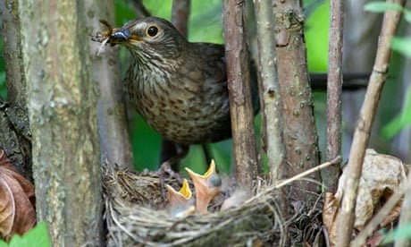 Country Diary :  Blackbird (Turdus merula) at a nest with hungry baby birds.