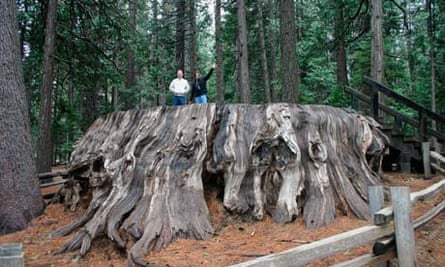 Leo blog on mammoth tree : people on trunk of a giant tree in Calaveras County, California