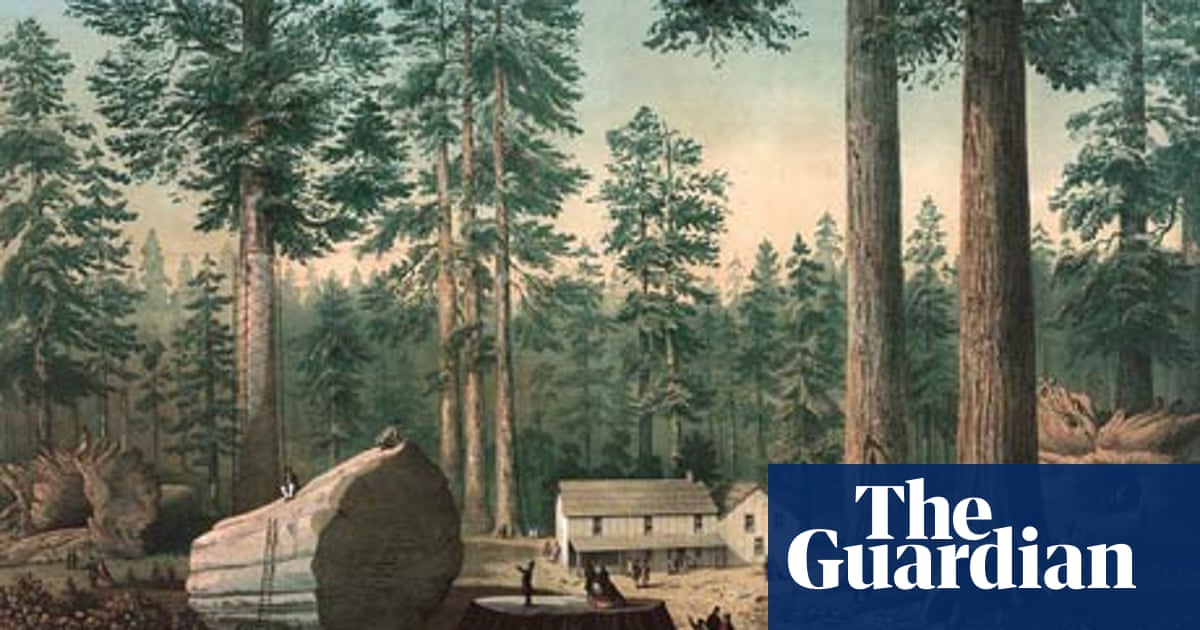 How A Giant Tree S Death Sparked The Conservation Movement 160