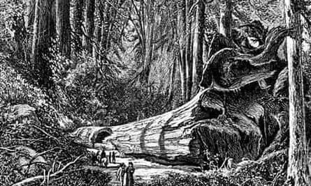 Leo blog on mammoth tree : Tourist walking by 'The Father of The Forest" in Calaveras Grove