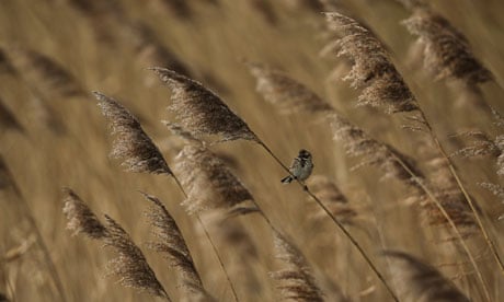 UK cold weather : A Reed Bunting sits in reeds at Elmley Marshes 