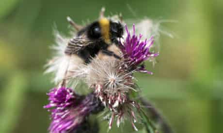 Return Of The Short Haired Bumblebee Life And Style The Guardian