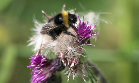 Short-haired bumblebee, Bombus subterraneus