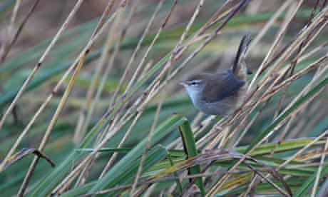 Country Diary : Cetti's Warbler , Strumpshaw Fen RSPB reserve in Norfolk