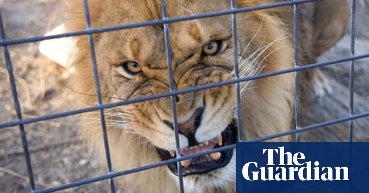 Us Gets A Taste For Lion Burgers Emma Bryce Environment The