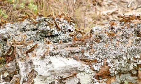 MDG Locusts in Madagascar