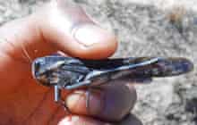 MDG A closeup of a locust