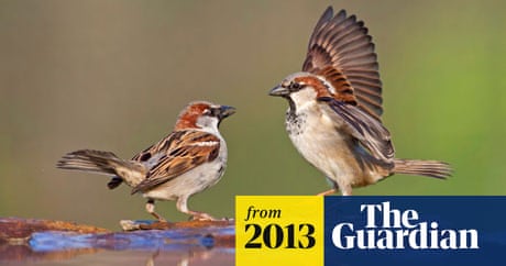 House sparrow decline stabilises, figures show | Birds | The Guardian