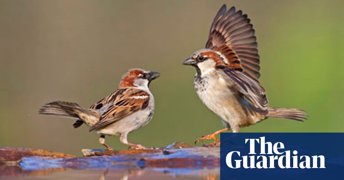 A Broody Sparrow Meets His Match Environment The Guardian A Broody Sparrow Meets His Match Environment The Guardian
