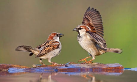 Country Diary : Two male house sparrows