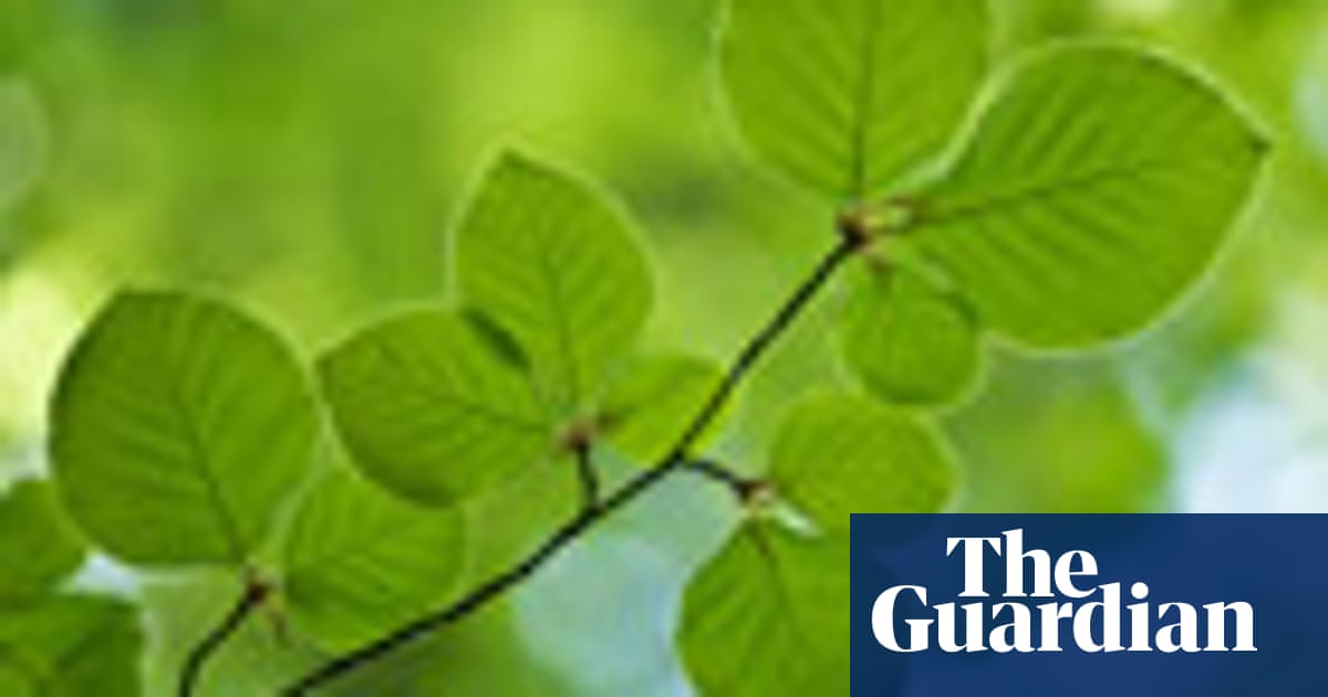 How Well Can You Identify Uk Trees From Their Leaves Quiz Environment The Guardian How Well Can You Identify Uk Trees From Their Leaves Quiz Environment The Guardian