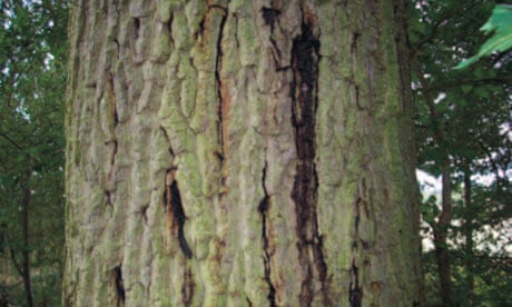 Acute Oak Decline symptoms of stem bleeding : Dried fluid crusted in bark splits. 