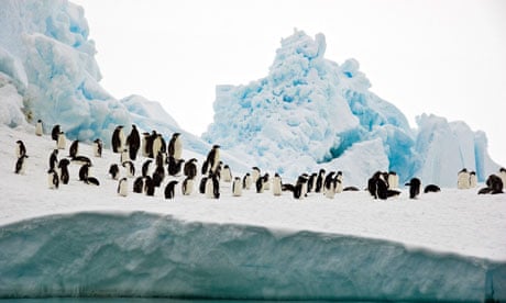 Antarctic marine sanctuaries : Adelie and emperor penguins, Bay of Whales, Ross Sea, Antarctica