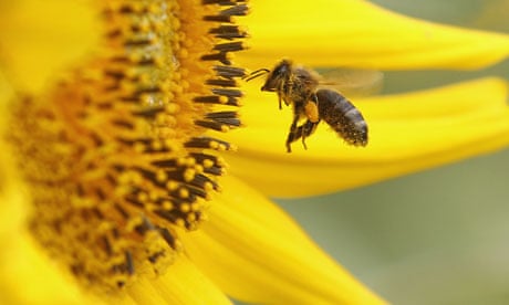 Europe Ban insecticide Fipronil : A bee collects pollen from a sunflower