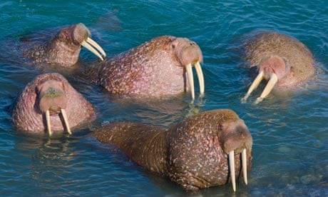 WWF teams up with Odnoklassniki : endangered species in Russia : Pacific Walrus 