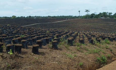 MDG : Land grab or landgrab in Sierra Leone : Socfin oil palm nursery near Sahn Malen