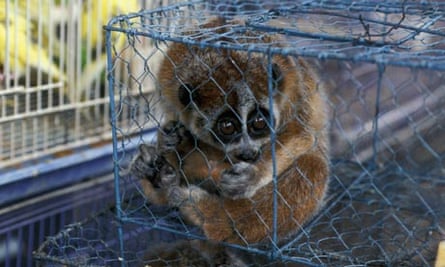 Slow loris tickling' video points to online peril for endangered species |  Endangered species | The Guardian