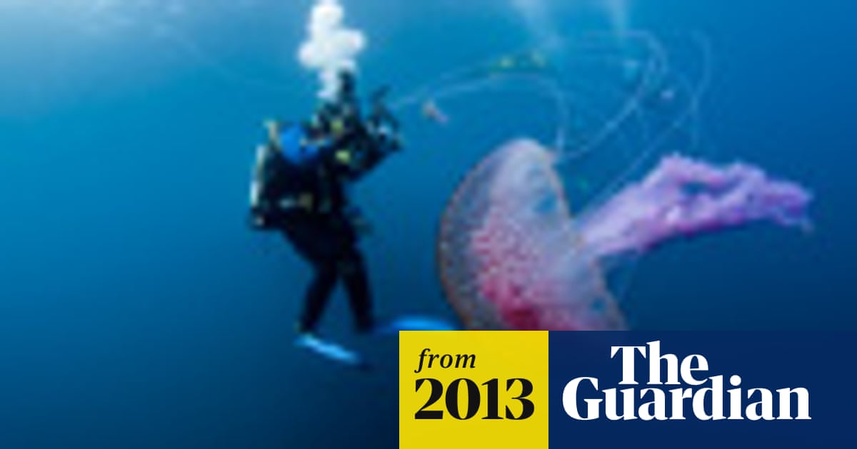 Jellyfish in the North Atlantic - in pictures