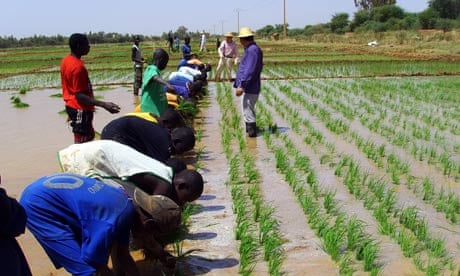 MDG : China in Africa : Rice seeding transplant training by Chinese experts in Senegal