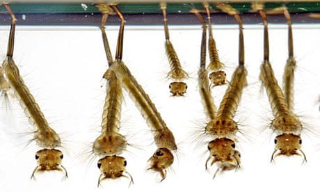 Country Diary : mosquito larvae